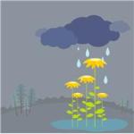 rain-and-plants