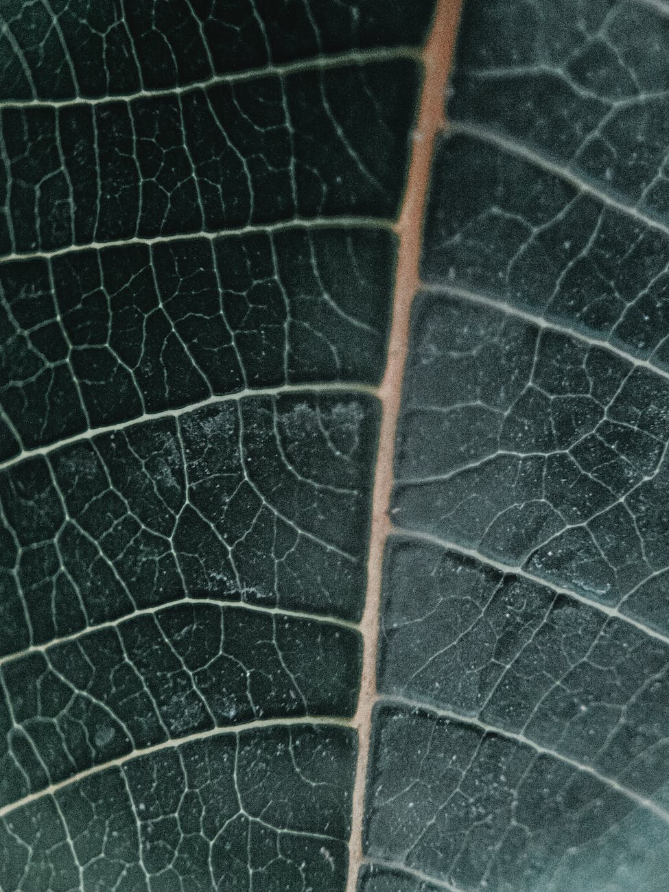 How to measure “carbon” particles on leaves with an optical method. 葉に付着した 「炭素」 粒子を光学的に測定