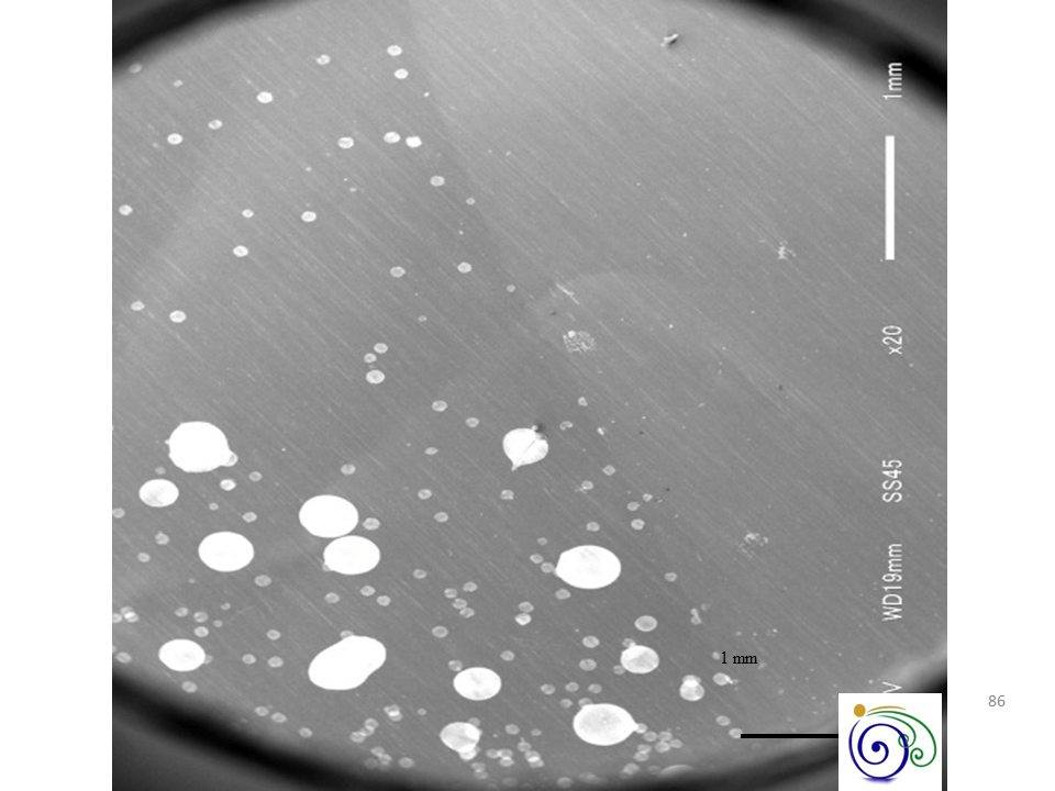Learning from Leaf Surfaces – Patterning Aerosols by Hydrophilicity Gradients. 植物の葉と帯電微粒子。親水性と表面電位が誘う選択的パターニング