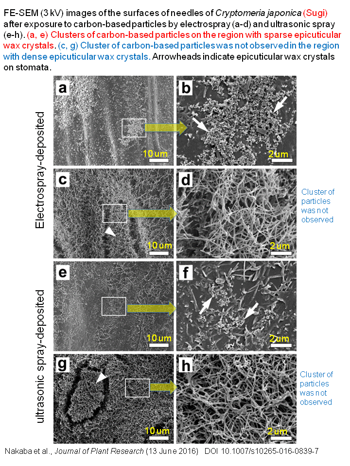 from-nakaba-2016-JPlantRes