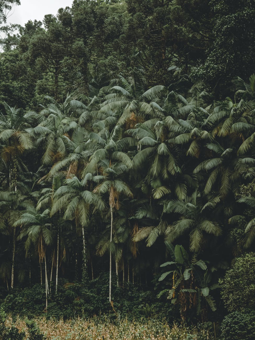 Nanocellulose from oil palm mesocarp fiber. アブラヤシ中皮繊維のナノセルロース化