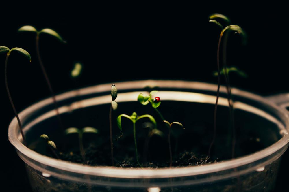 種が発芽するのを待つ時間 (Essay) Waiting for Seeds to Germinate