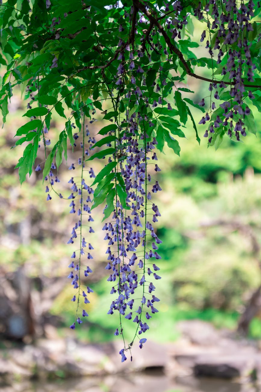 A Personal Tribute to Dr. Masahiro Yorizane (1919-2024) 頼實正弘先生への個人的な追悼文