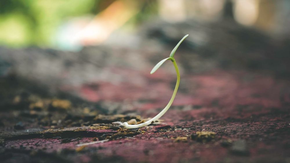 すす粒子で種を守れる?Can soot particles help seeds survive Pb stress?